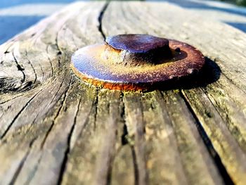 Close-up of rusty tree stump