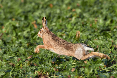 Side view of a reptile on field