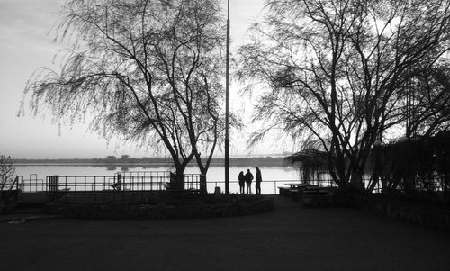 Bare trees by sea