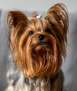 Close-up portrait of a dog