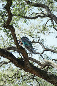 Low angle view of peacock perching on tree