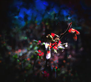 Close-up of red flowering plant against blurred background