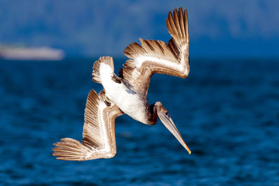 Close-up of pelican flying