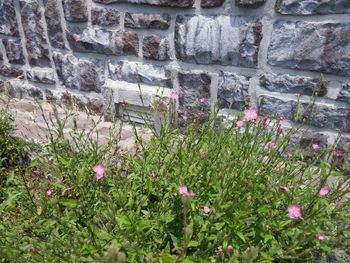 Pink flowers blooming in park