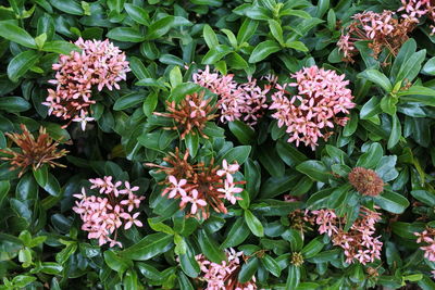 High angle view of pink flowering plants