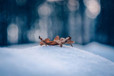 Close-up of a horse on snow