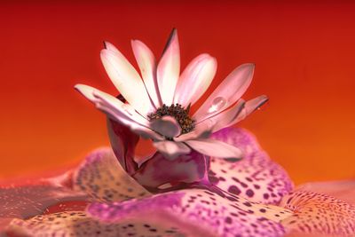 Close-up of pink flower