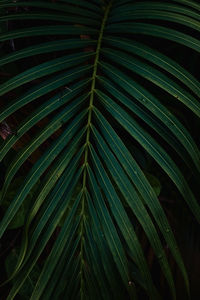 Low angle view of palm tree