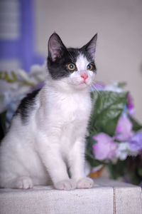 Close-up portrait of a cat