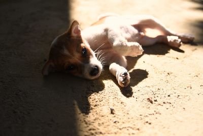 High angle portrait of a dog