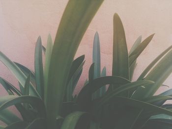 growth