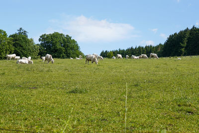 Flock of sheep grazing in field