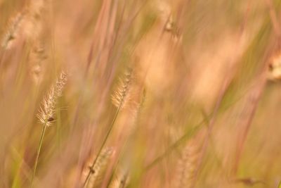 Close-up of wheat field