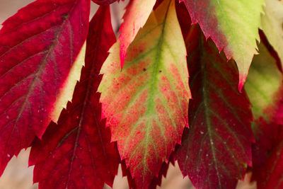 Close-up of red maple leaves