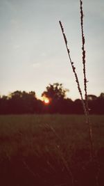 Scenic view of field against sky at sunset