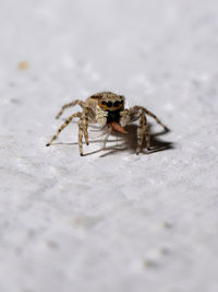 Close-up of spider on table