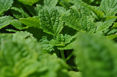 Full frame shot of green leaves