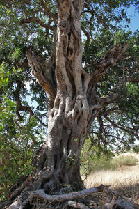 Low angle view of trees in forest