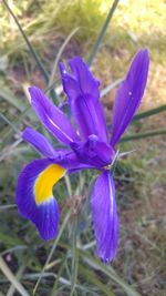 Close-up of purple crocus flowers on field