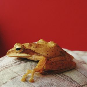 Close-up of frog on cloth against red background