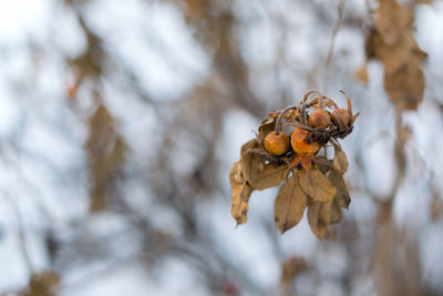 Low angle view of wilted tree