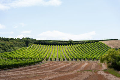 Scenic view of agricultural field against clear sky