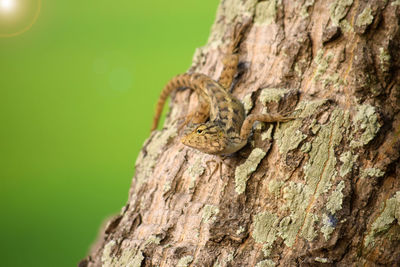 Close-up of lizard on tree trunk