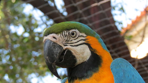 Close-up of parrot perching on tree