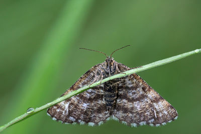 Close-up of butterfly on leaf