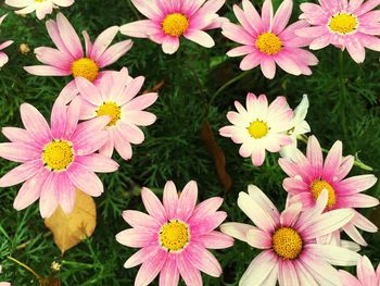 Close-up of pink flowers