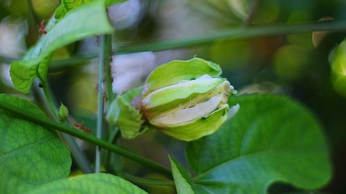 Close-up of green plant