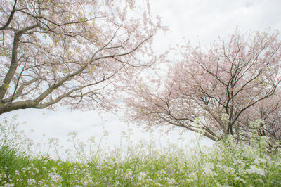 Low angle view of trees against sky