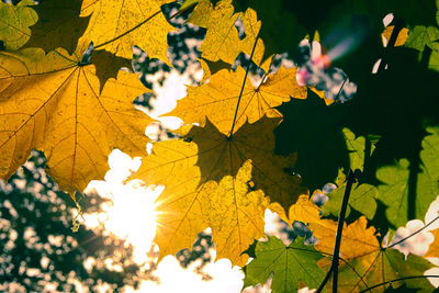 Low angle view of maple leaves on tree