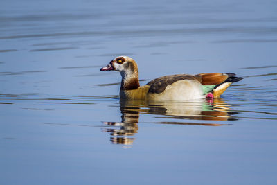 Duck swimming in lake