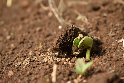 Close-up of dead plant growing on field