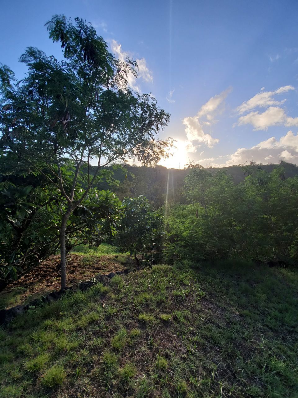 TREES ON LANDSCAPE AGAINST BRIGHT SUN