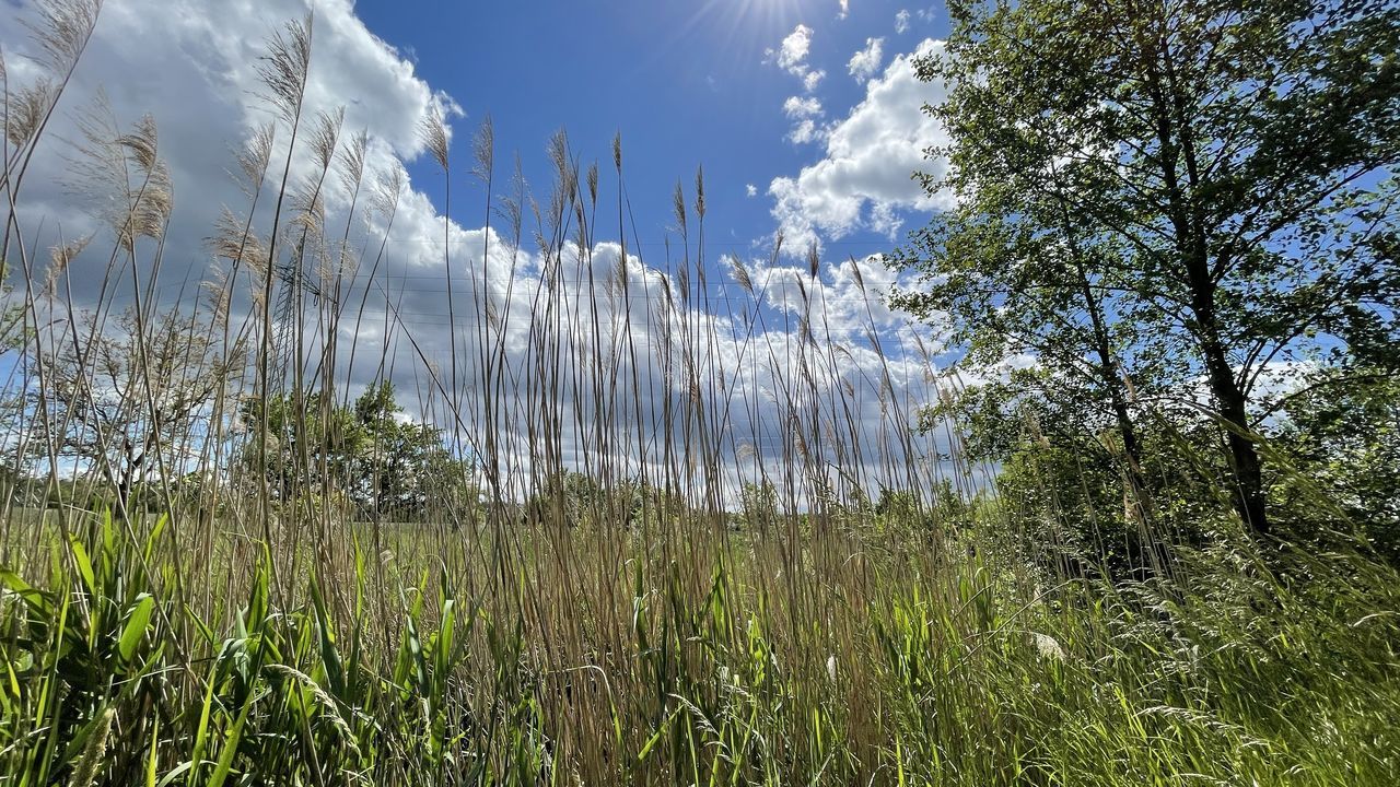 plant, sky, meadow, nature, grass, natural environment, cloud, tree, beauty in nature, land, growth, environment, sunlight, scenics - nature, tranquility, landscape, forest, no people, tranquil scene, green, wilderness, day, non-urban scene, flower, prairie, outdoors, woodland, field, water, blue, grassland, low angle view, leaf, idyllic