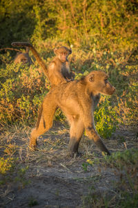 Chacma baboon carrying its young on shoulder