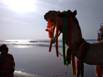 View of a horse on the beach