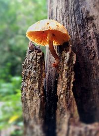 Close-up of mushroom growing on tree trunk