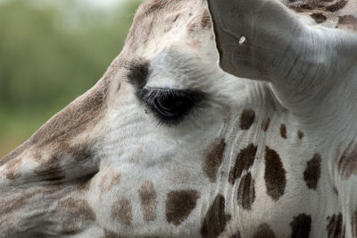 Close-up of a horse