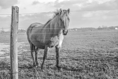 Horse obstructed