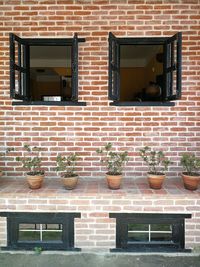 Potted plants growing on brick wall