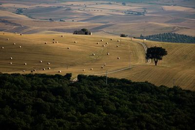 High angle view of field