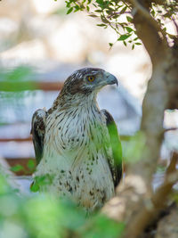 Long-legged buzzard looking away by tree