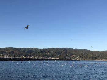 Seagull flying over sea against clear sky