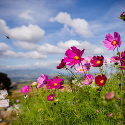 Close-up of pink cosmos flowers on field