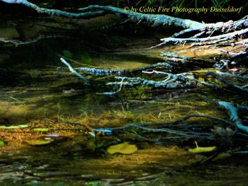 High angle view of ducks swimming in lake