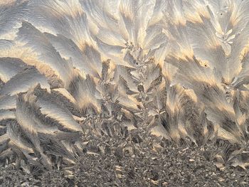 Full frame shot of a bird