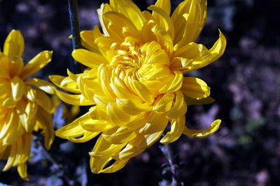 Close-up of yellow chrysanthemums
